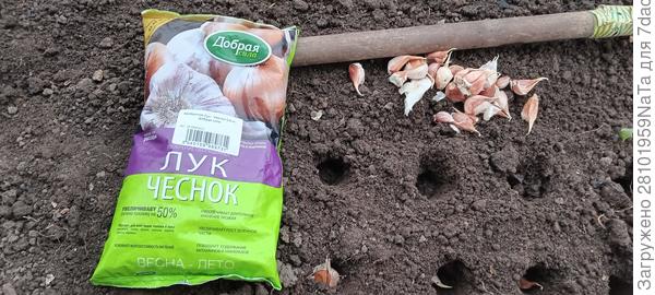 удобрение для чеснока