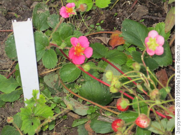 есть с розовыми цветами-мелкая