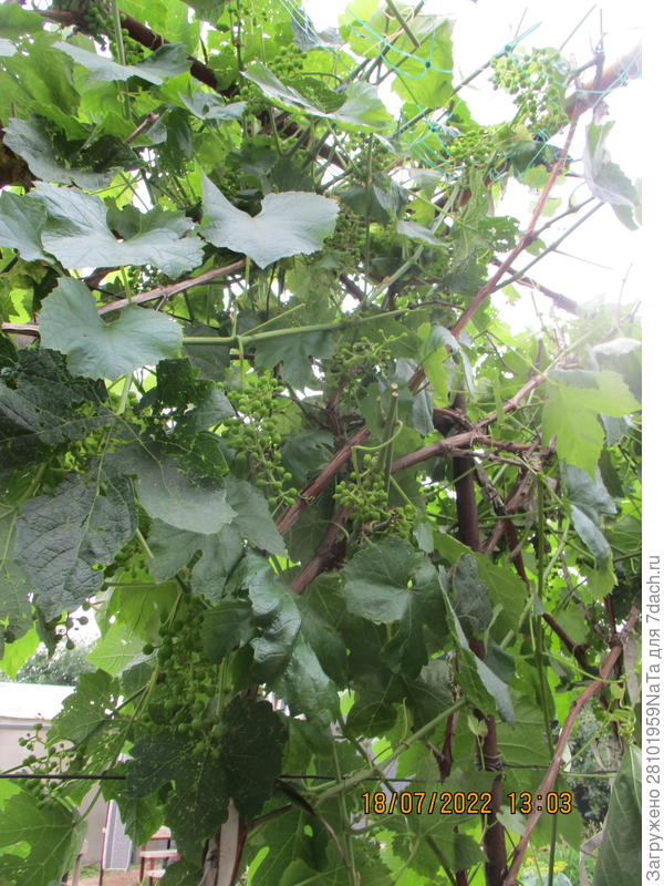 винограда было много