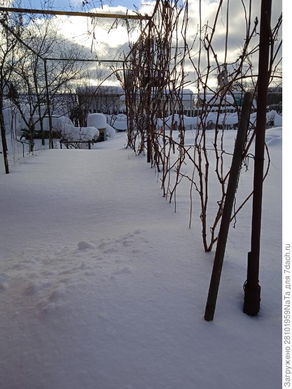 виноград зимой