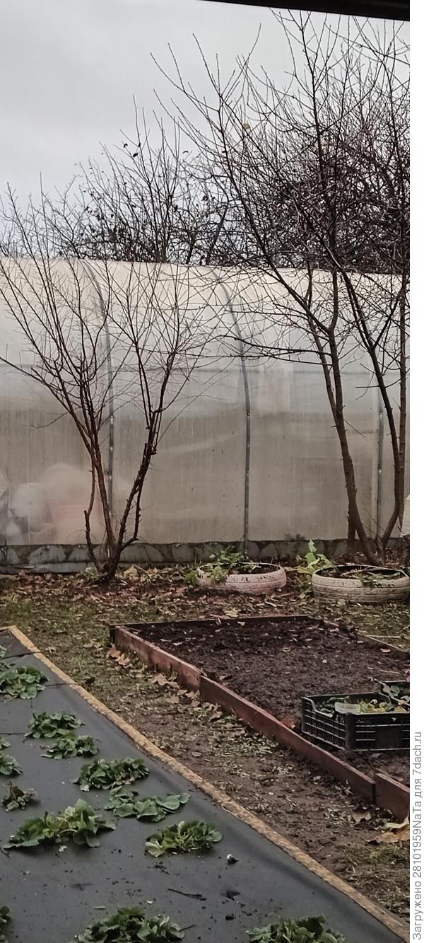 вишни обрезали