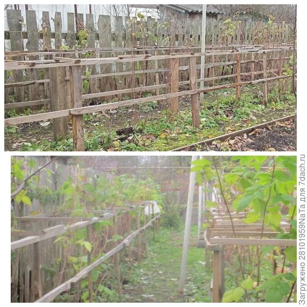 обрезала малину