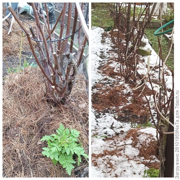 обрезка и мульчирование винограда