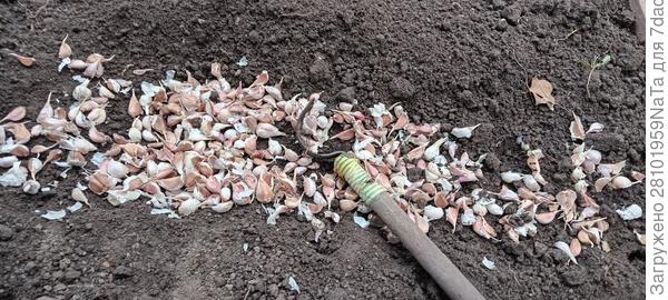 посадили чеснок