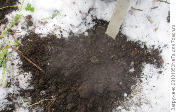 присыпала корень землей