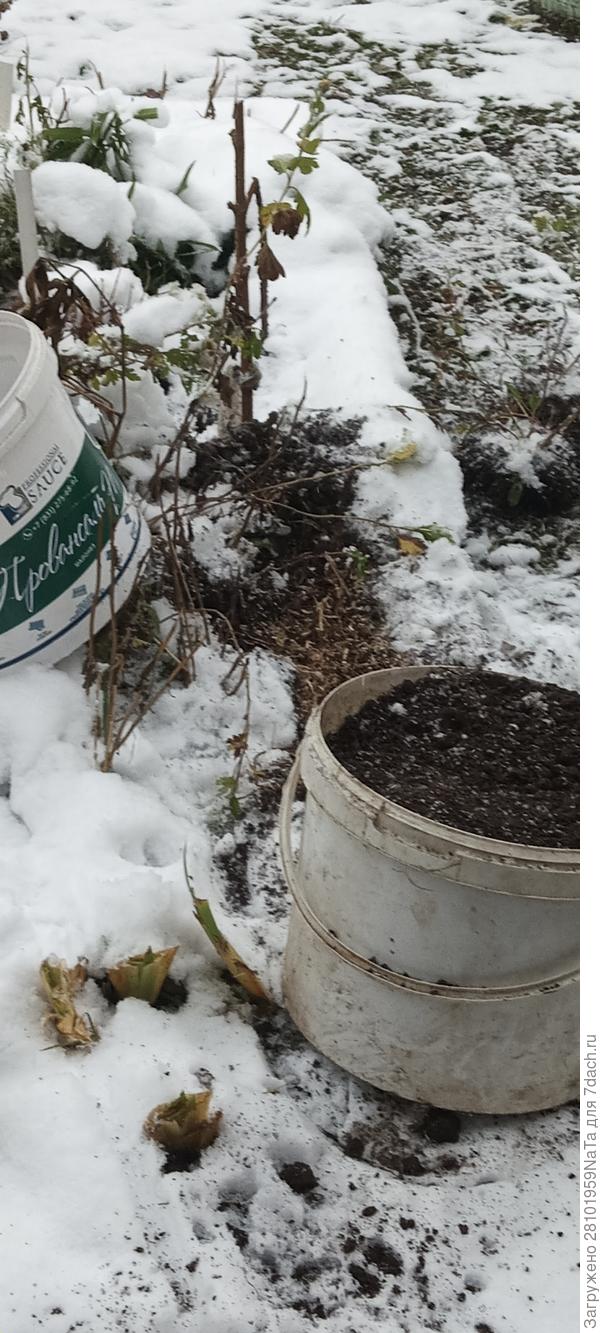 принесла земли с теплицы