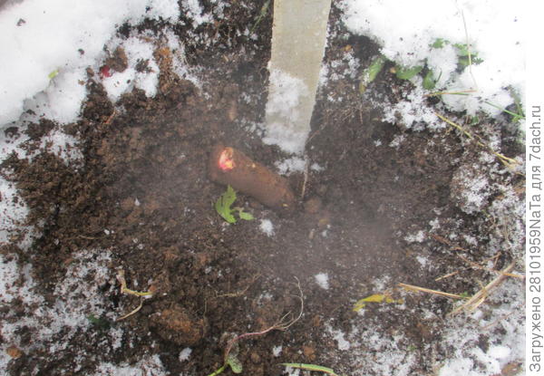 посадила пион