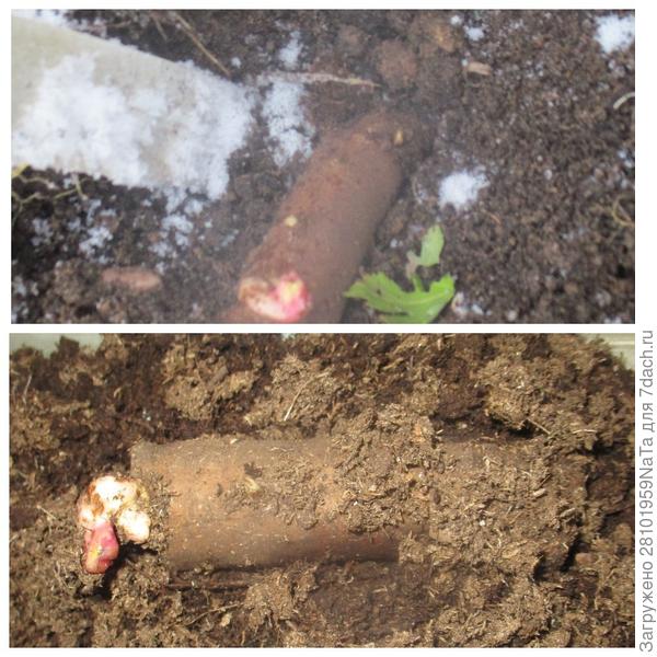 пион посажен