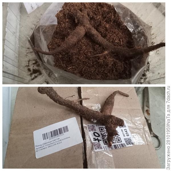 пион сухой без росточков