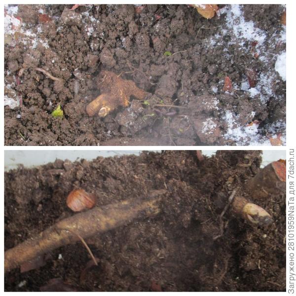 посадила корень пиона в покрышку