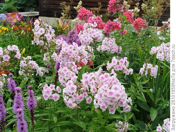 летние цветы