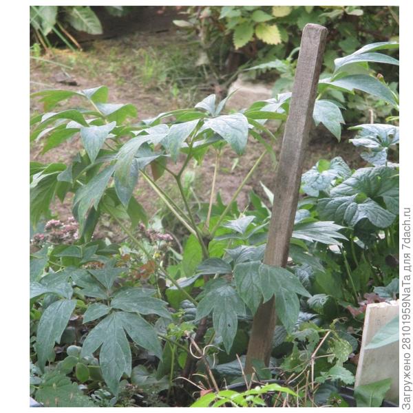 пион второй год