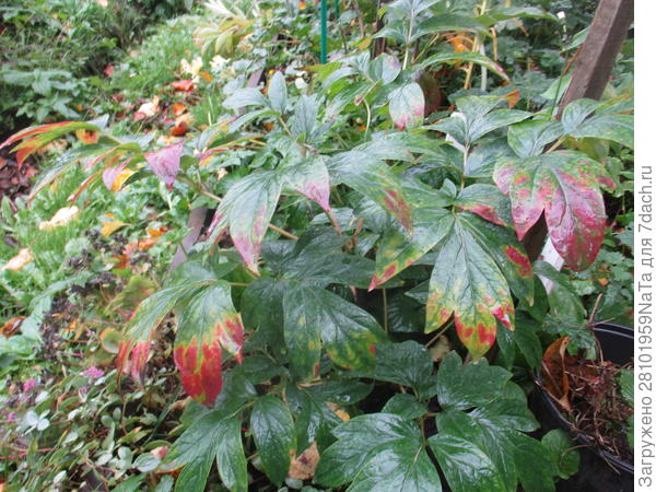 пион осенью