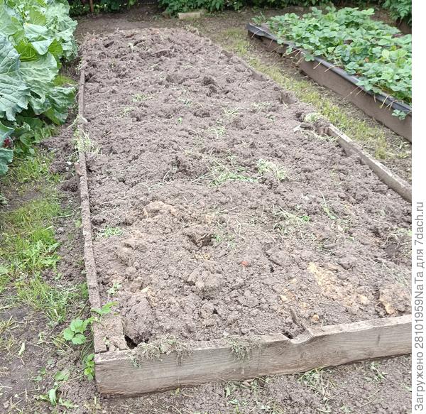 горчицу перекопали