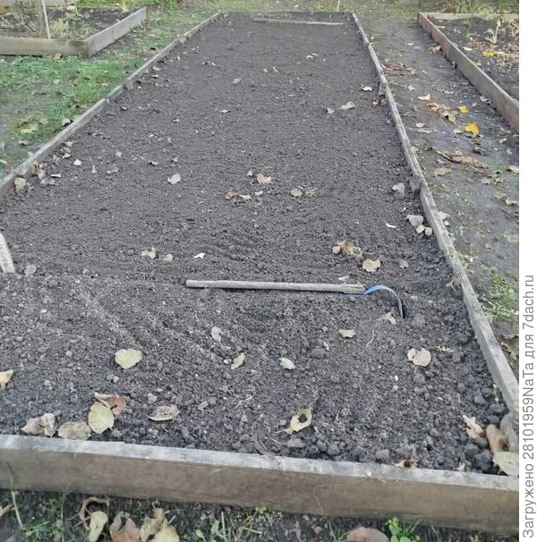 грядка под лук