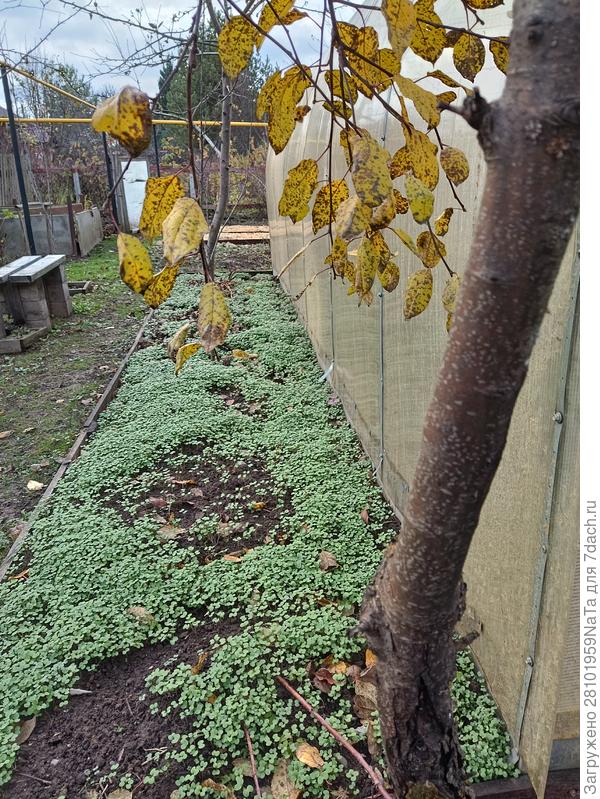 горчица в ноябре