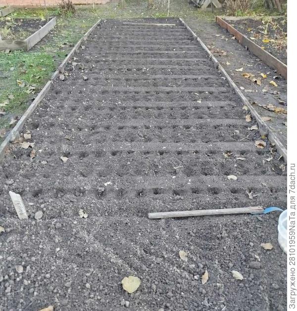 лук посажен