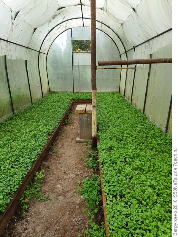 горчица в теплице