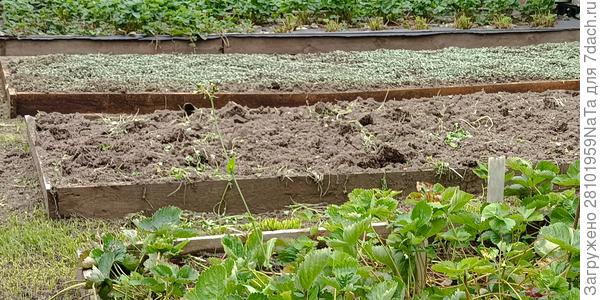 горчица сидерат