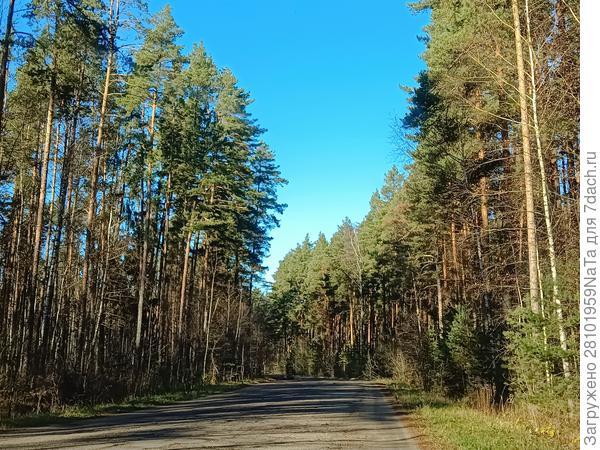 дорога в лес