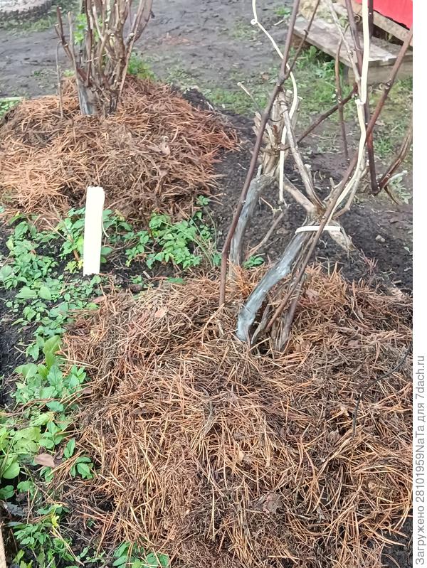 виноград укрыт