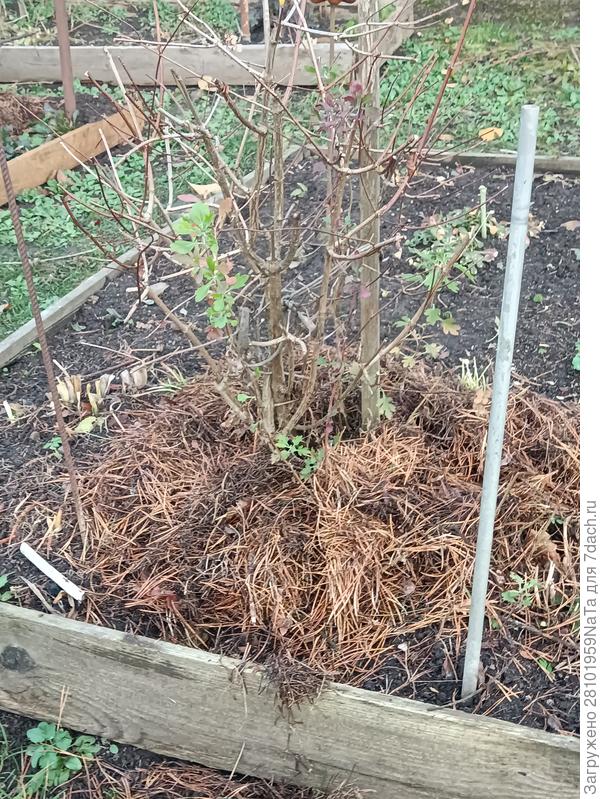 гортензия замульчирована