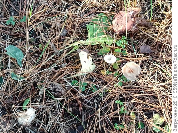 грибочки в ноябре