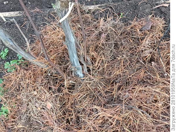 мульчирум хвойным опадом