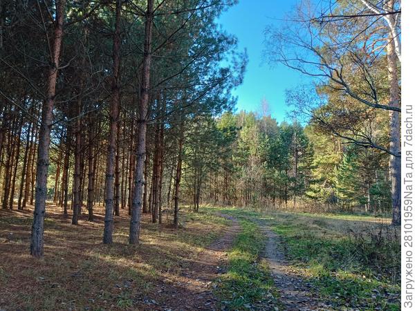 лес