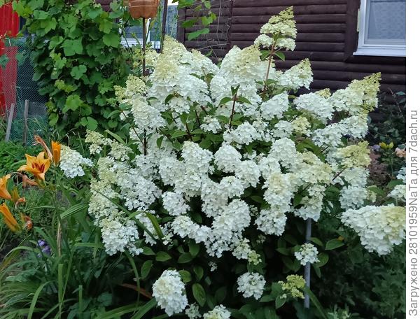 гортензия