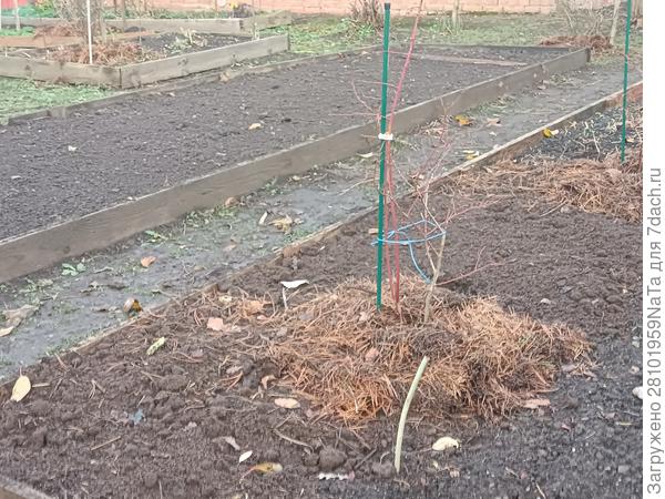 голубика замульчированна