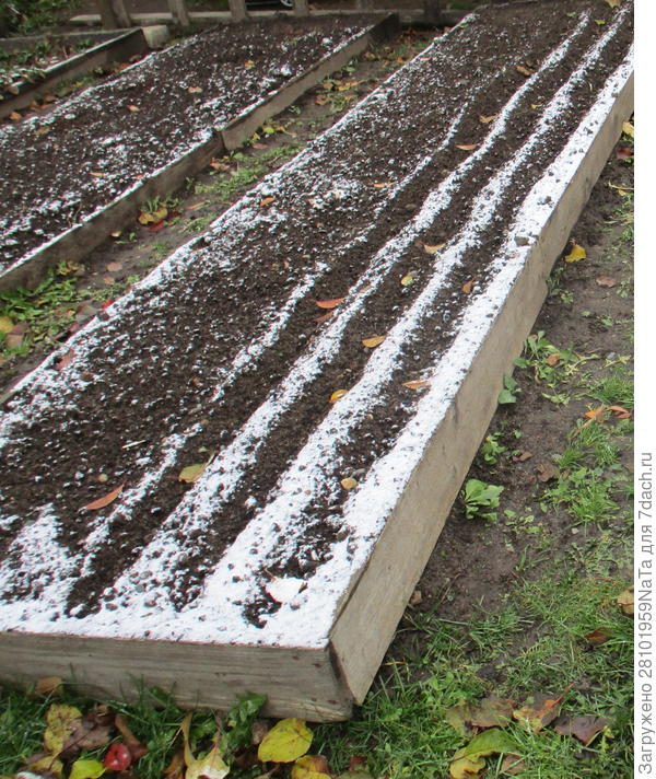 грядка под морковку осенью