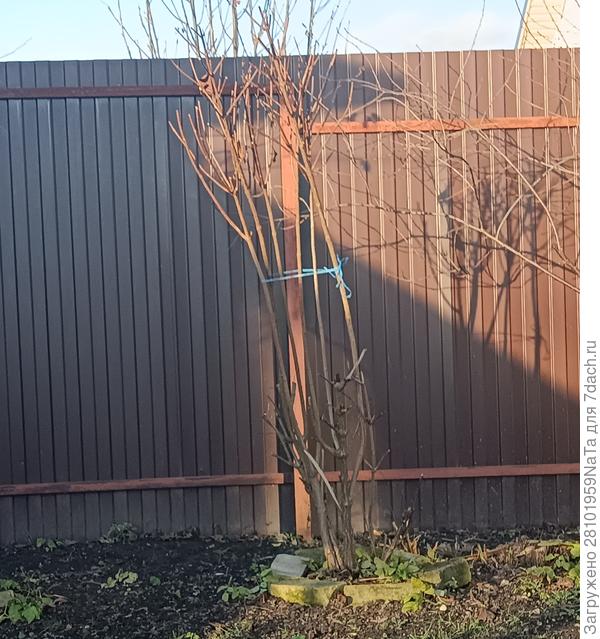 гортензия обрезана