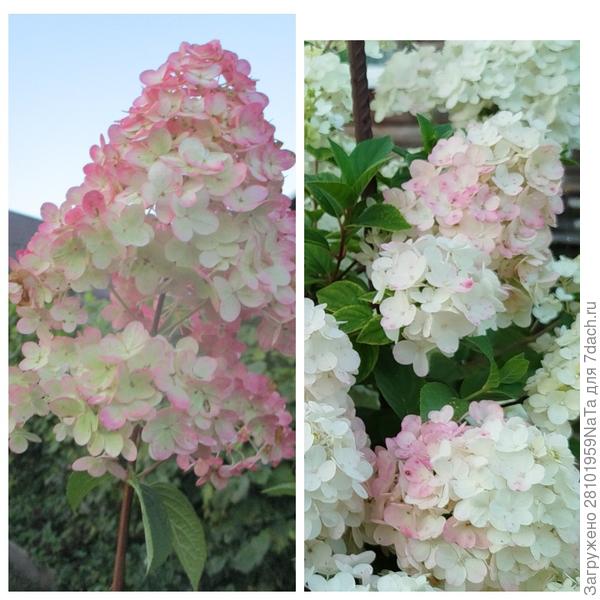 гортензия