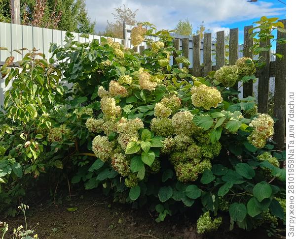 гортензия Анабель