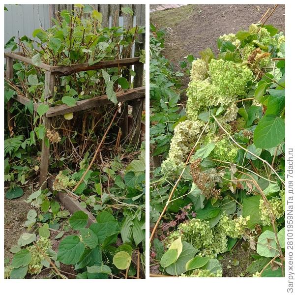 Гортензия Анабель