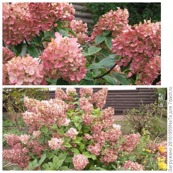 гортензия