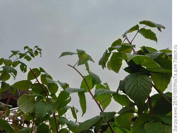 малина обрезана