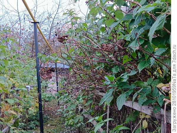 малина осенью