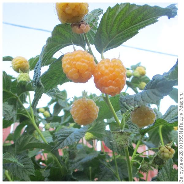 желтая малина