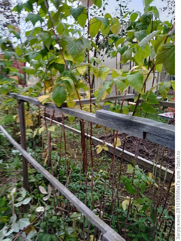 малина обрезана