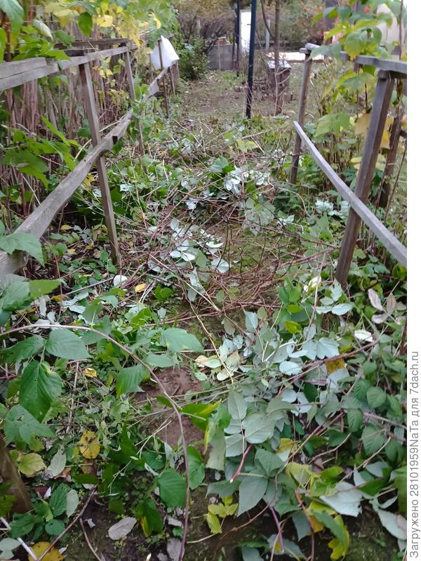 обрезаем малину