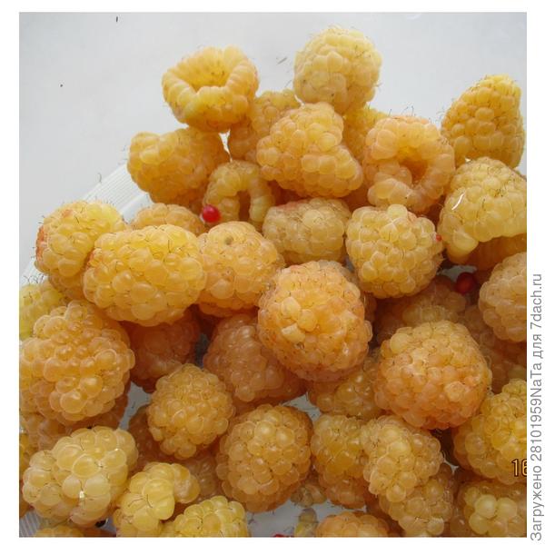 желтая малина