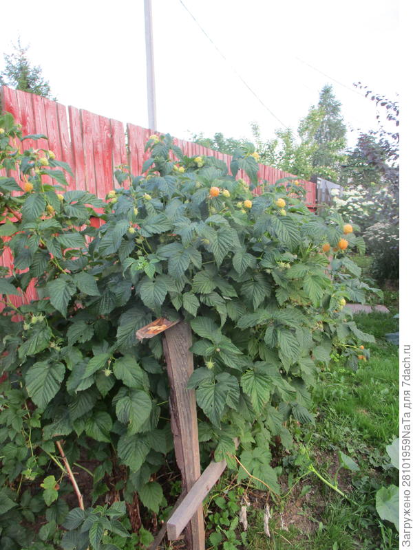 желтая малина