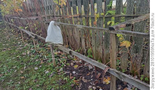 отметила желтую малину