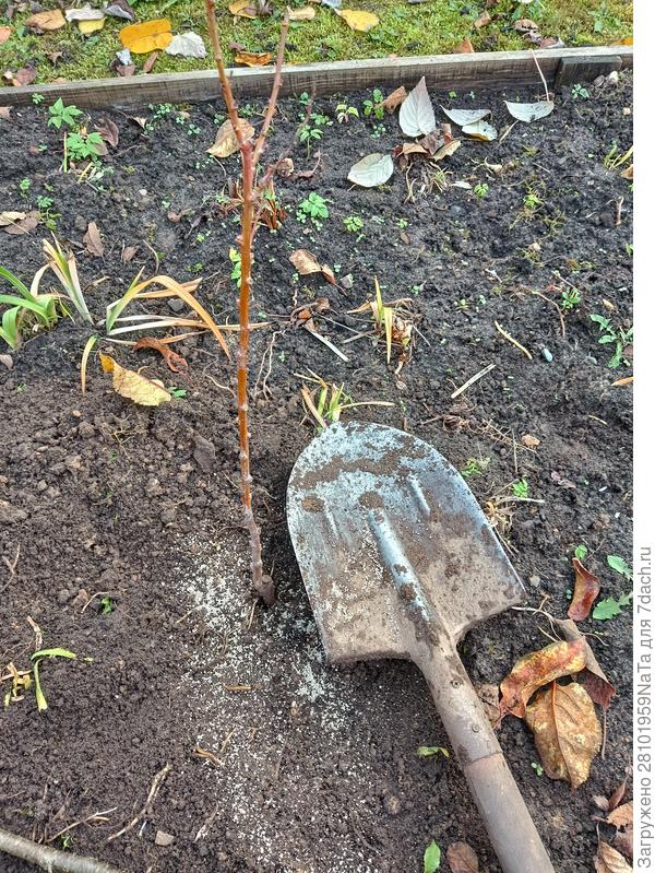 слива посадка