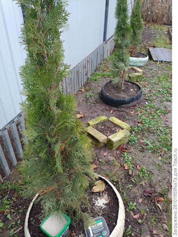 удобрение для туи