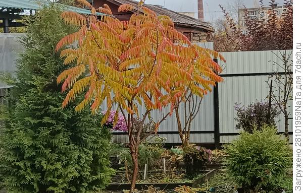 туя ,сумах и маленькая туя