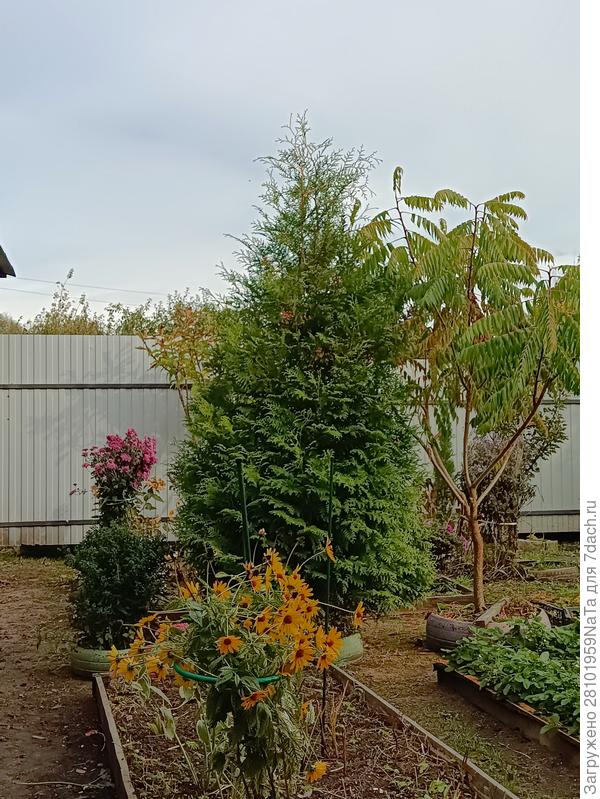 туя и сумах