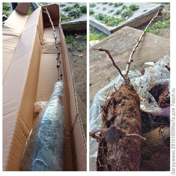 слива саженец